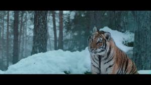 Мой тигр / Ta'igara: An Adventure in the Himalayas / Il ragazzo e la tigre (2022) BDRip 720p, 1080p, BD-Remux