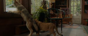    / The Wolf and the Lion / Le loup et le lion (2021) BDRip 1080p, BD-Remux, 4K HDR WEB-DL 2160p