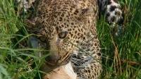    / PBS: Nature - Revealing the Leopard (2010) BDRip 720p