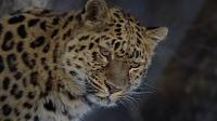   / PBS: Nature - Revealing the Leopard (2010) BDRip 720p
