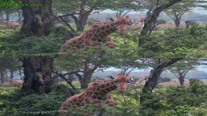  3D / 3D Safari: Africa (2011) BDRip 720p, BDRip 3D (H-OU + H-SBS),   Blu-ray  Disc [3D/2D]